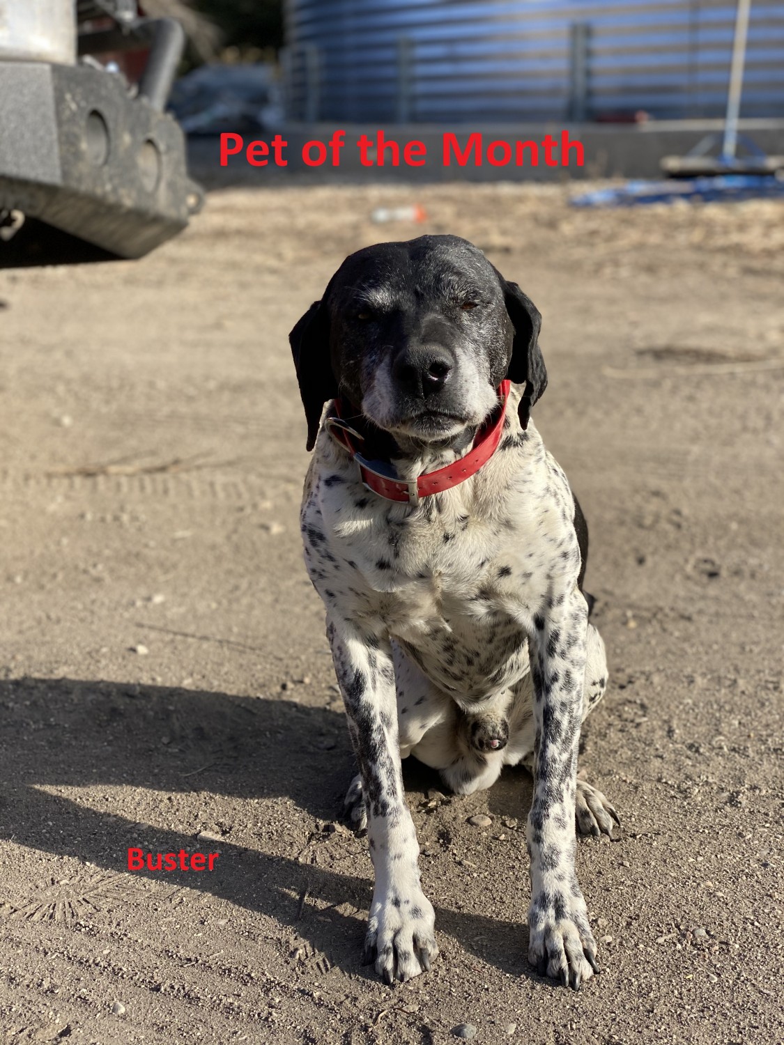 Pet Of The Month Turtle Mountain Veterinary Service Bottineau, ND