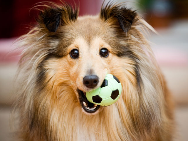 Collie Dog